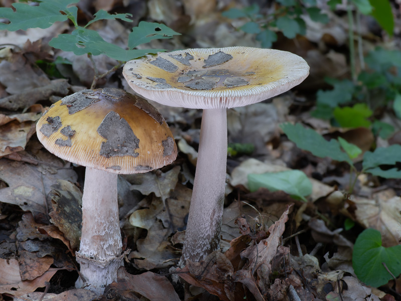 Amanita ceciliae